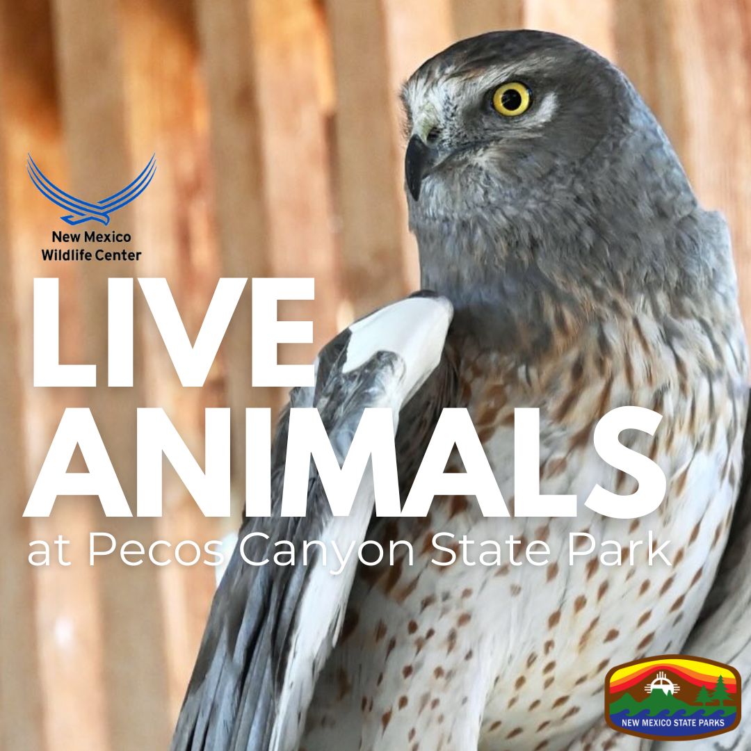 Live Animals at Pecos Canyon 
