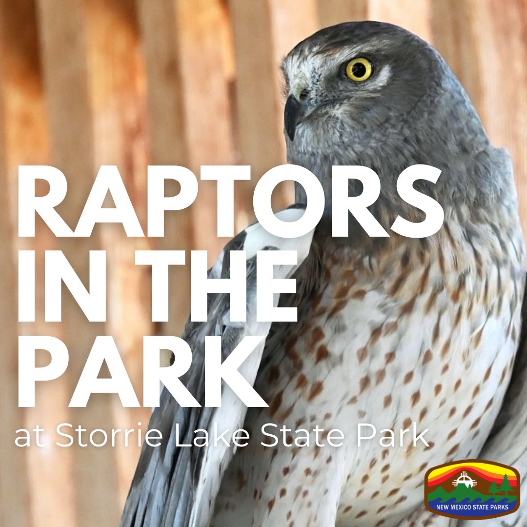 Raptors in the Park