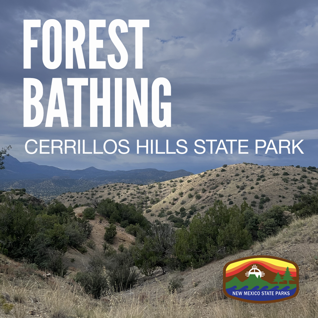 Forest Bathing in Cerrillos Hills