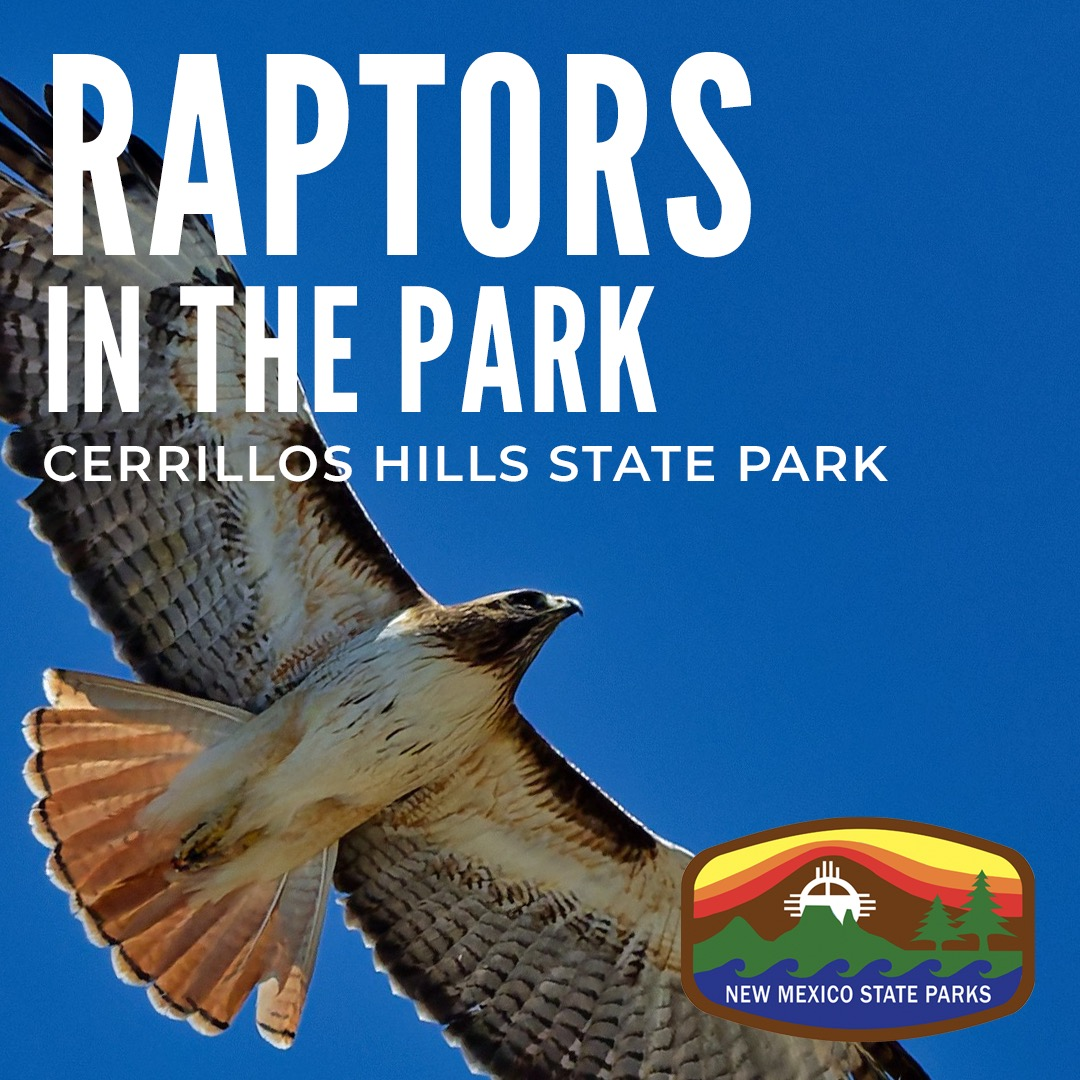 Raptors in the Park