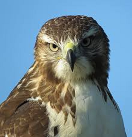 Live Birds-of-Prey