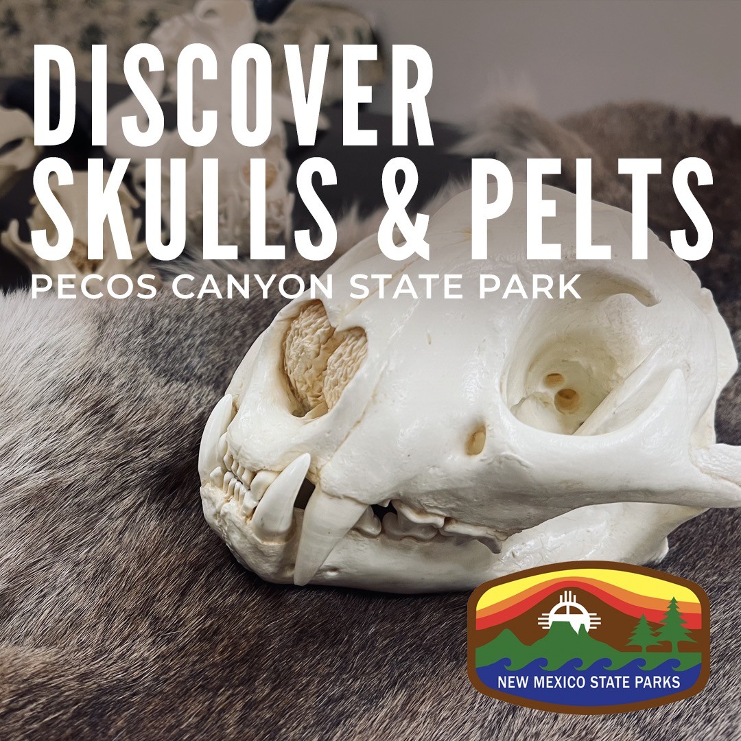 Discover Skulls & Pelts
