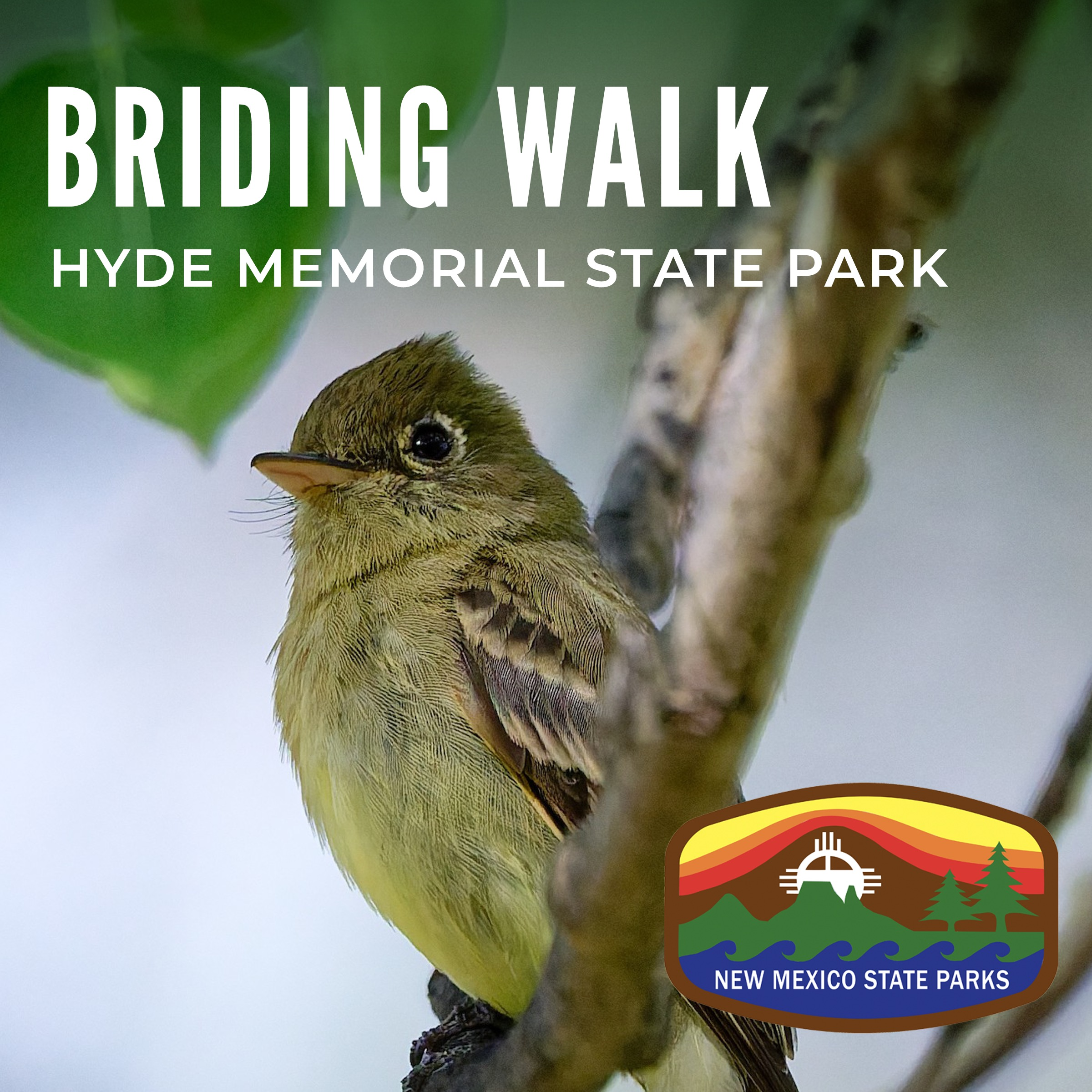 Birding Walk