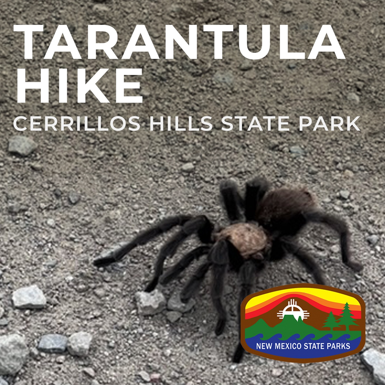 Tarantula Hike