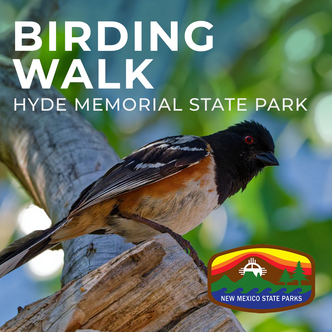 Birding Walk